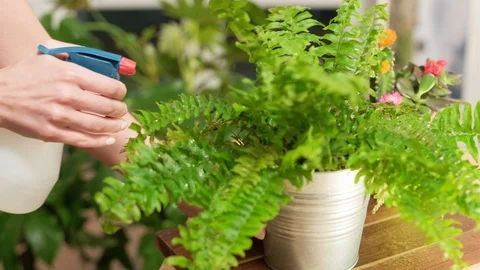 Cares for flowers Stock Footage 124284532