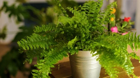 Cares for flowers Stock Footage 124285219