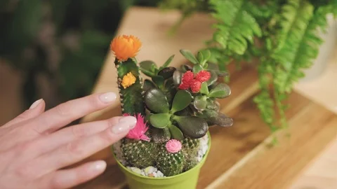 Cares for flowers Stock Footage 124285315