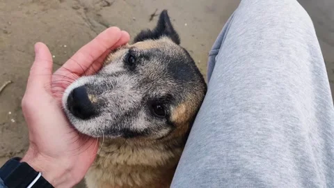 Caress Dog ​​With One Hand Which Is Very Nice And Cute Video 스톡 동영상 291541893