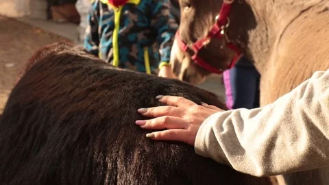 Caress the donkey 動画素材 82131227