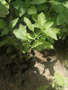 Caressing basil leaves by shadows &amp; lights Stock Photos