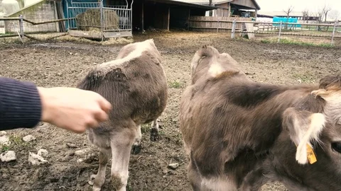 Caressing breeding cows in a farm Stock Footage 70549683