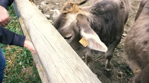 Caressing breeding cows in a farm Stock Footage 70549916