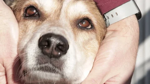 Caressing a brown and white dog, closeup of face Video stock 168893418