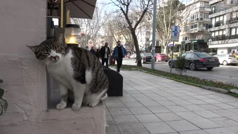 Caressing cat of the Bagdat caddesi Stock Footage 304848350