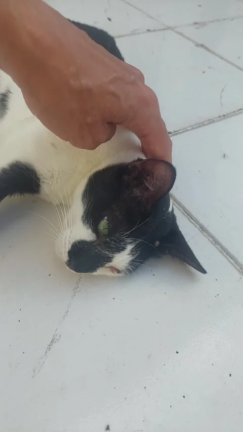 Caressing Cat with Chirping Bird Sound Stock-Footage 297075358