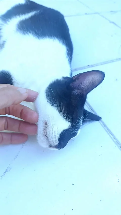 Caressing Cat on Cool Day Video stock 297076237