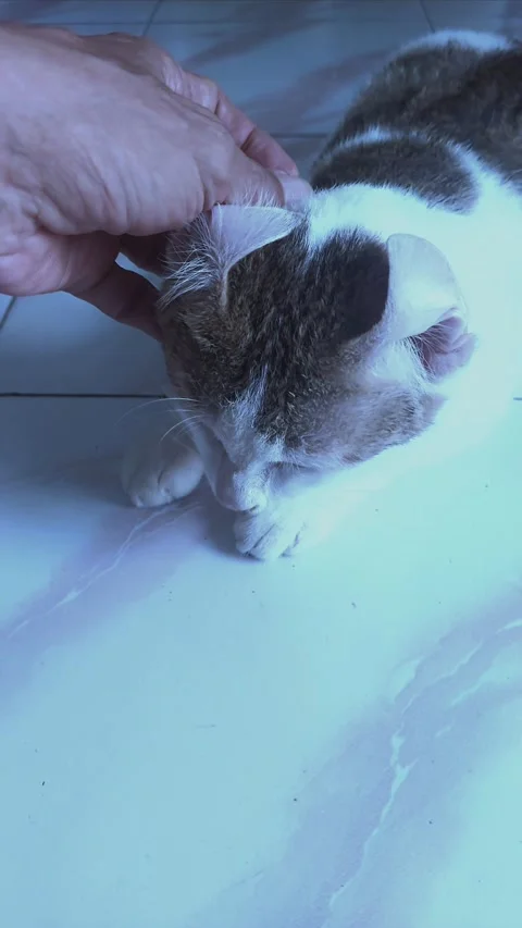 Caressing Cat on Ears and Head, Part 2 Stock Footage 303410549