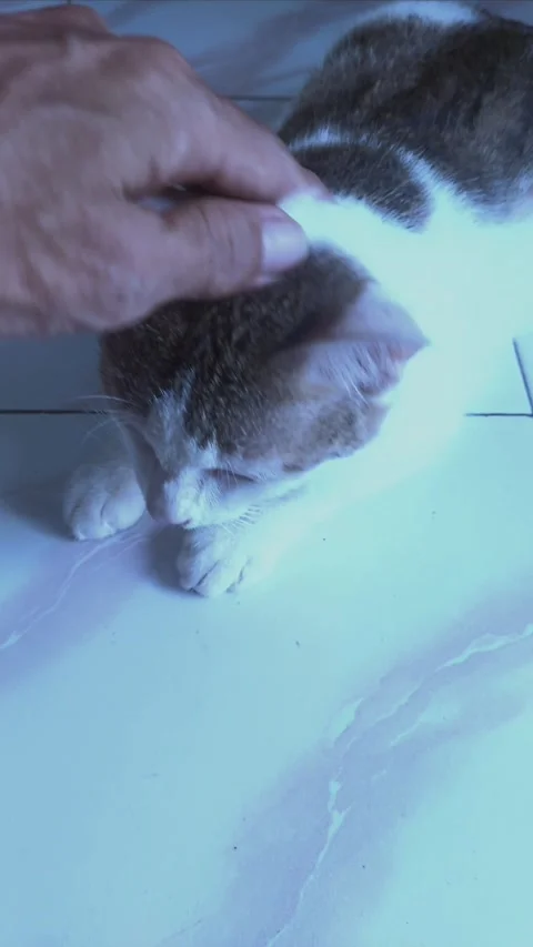 Caressing Cat on Ears and Head, Part 1 Stock Footage 303410551