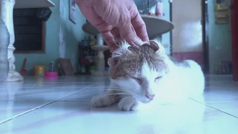 Caressing Cat on Ears and Upper Head Stock Footage 303410391