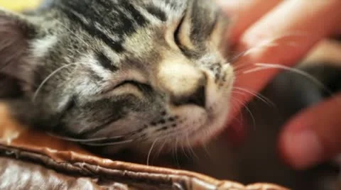 Caressing Cat Stock Footage 12140651