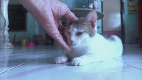 Caressing Cat on Her Cheek Stock-Footage 303410393