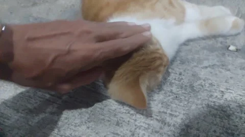 Caressing Cat on Its Head Stock Footage 283259010