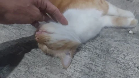 Caressing Cat on  Its Throat 動画素材 283258961