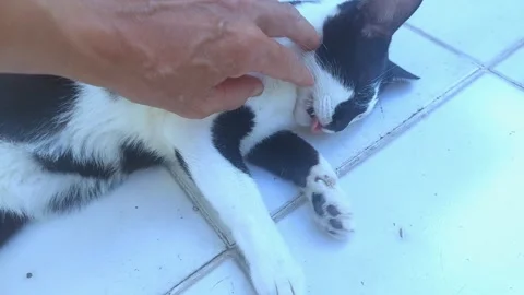 Caressing Cat till Yawning Stock Footage 297074547