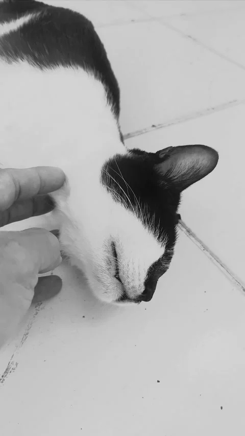 Caressing Cat, Vertical BNW Stock Footage 297076230