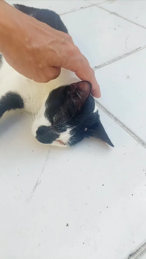 Caressing Cat's Head Tenderly Stock-Footage 297074768