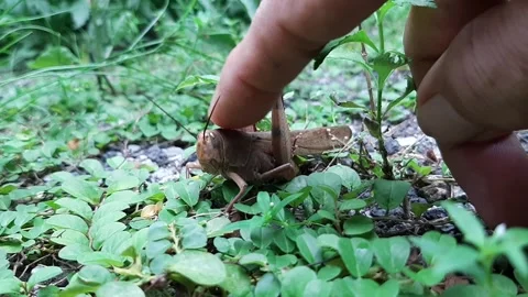 Caressing Grasshopper Video stock 324805324