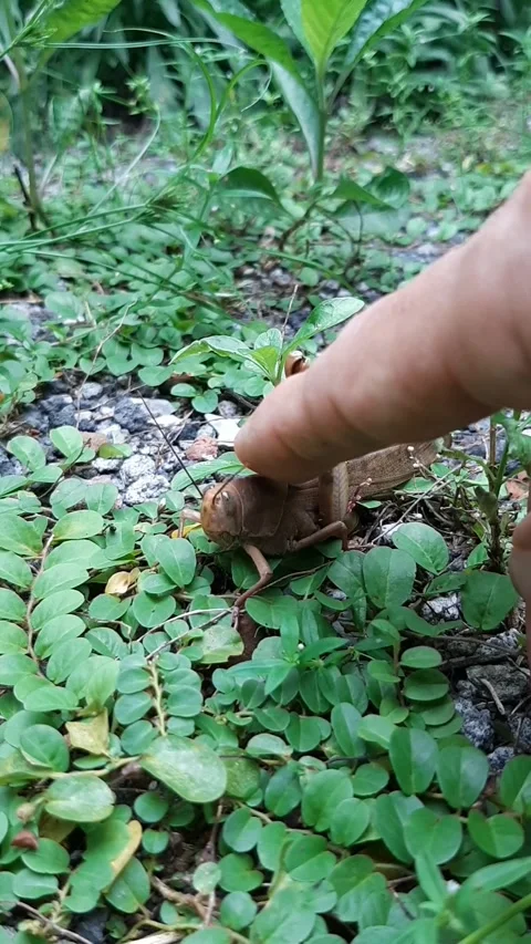 Caressing Grasshopper, Vertical Footage Видео 324805310