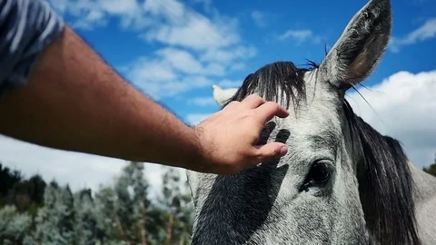 Caressing the horse Stock Footage 75273680