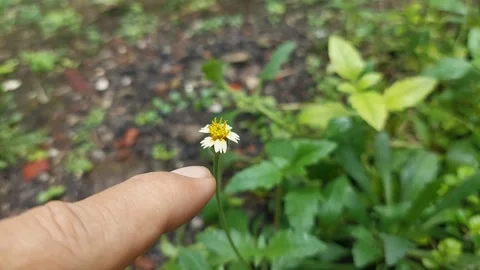 Caressing Mini Flower Stock Footage 295996670