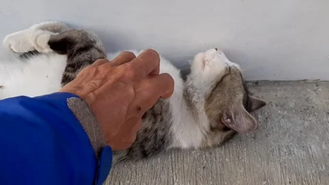 Caressing Sleepy Stray Cat Stock Footage 248608682
