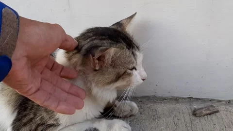 Caressing Stray Cat Video stock 248608646