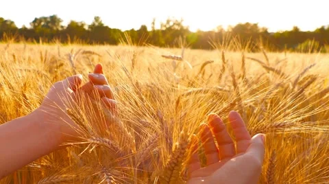 Caressing wheat field at sunset, slow motion Stock Footage 66271627