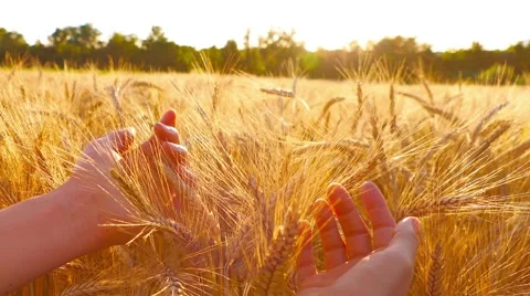 Caressing wheat with hands 動画素材 64919855
