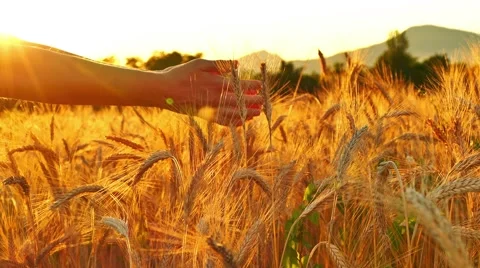 Caressing wheat with hands, side view Stock-Footage 64920676