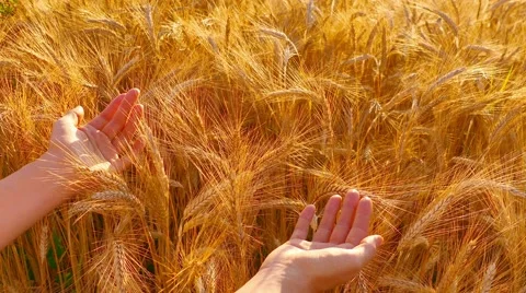 Caressing wheat with hands, top view Stock Footage 64920367