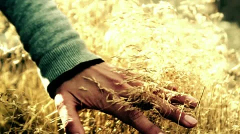 Caressing yellow grass Stock Footage 9143644