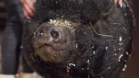 Caretaker smooths pig in barn. Rustic indoor setting with caring hands grooming Stock Footage 333319461