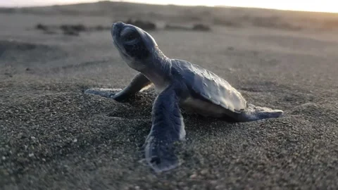 Caretta caretta baby's first minutes in the world - sea turtle Stock Footage