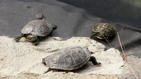 Caretta 스톡 동영상 221748772