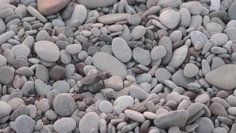 Caretta turtle crawling toward on stones to sea Stock Footage