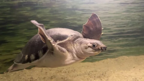 Carettochelys insculpta turtle Stock Footage 346784496