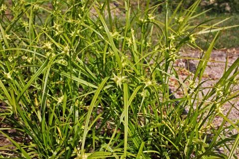 Carex grayi Stock Photos
