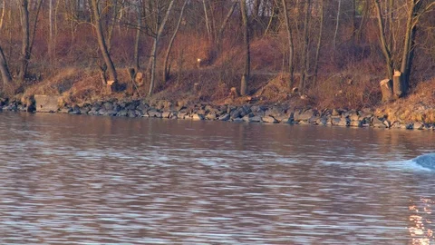 Cargo boat at the danube river Stock Footage 126527142