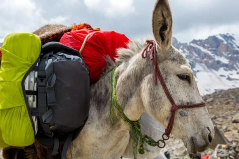 Cargo donkey head Stock Photos