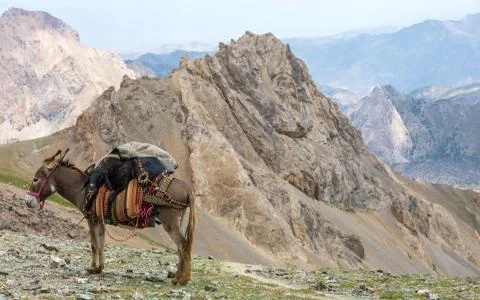Cargo donkey in mountain area Foto stock
