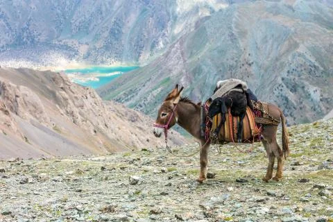 Cargo donkey in mountain area Stock Photos