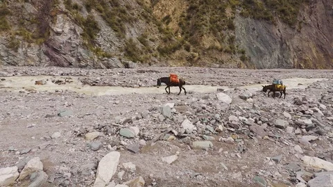 Cargo donkeys 動画素材 104772051