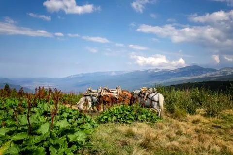 Cargo horses Stock Photos