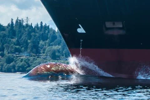 Cargo Ship Stock Photos