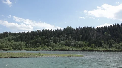 Cargo train passes by a river and a pine forest in Alberta Stock-Footage 90854316