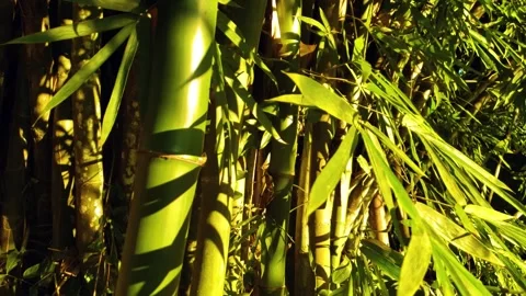 Caribbean Bamboo Patch Stock Footage