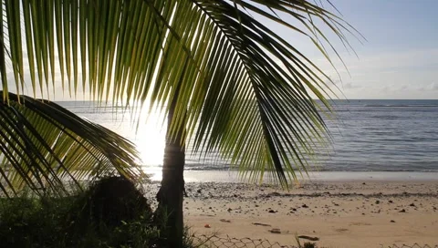 Caribbean beach. Video stock 4807212