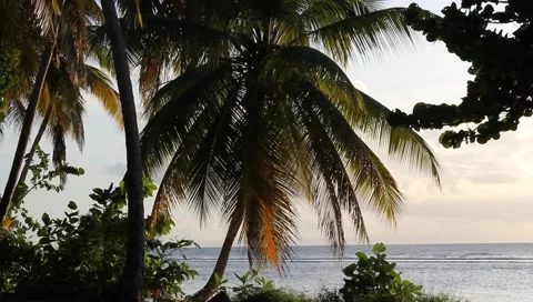 Caribbean beach. Video stock 4807419